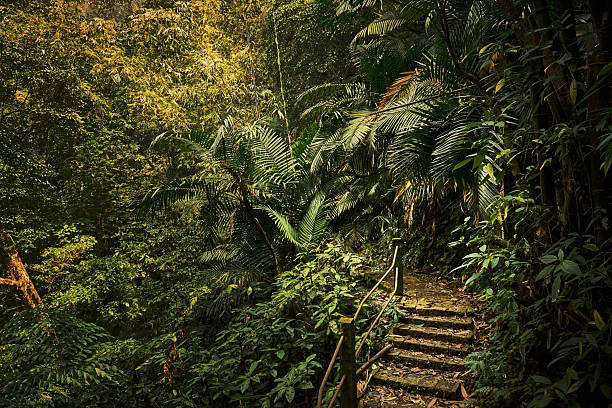 Landscape of beautiful forest in India