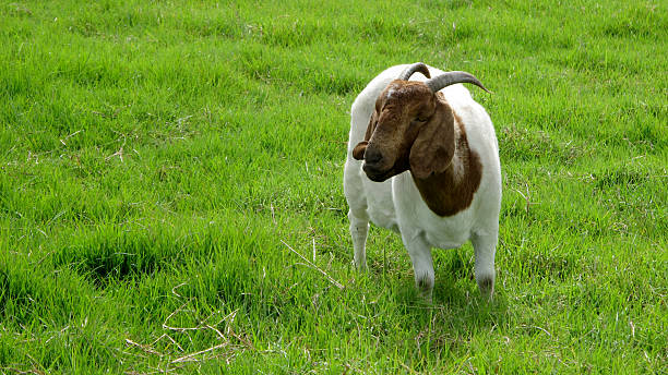 istock Boar Goat grazing in lush green field 2210490824