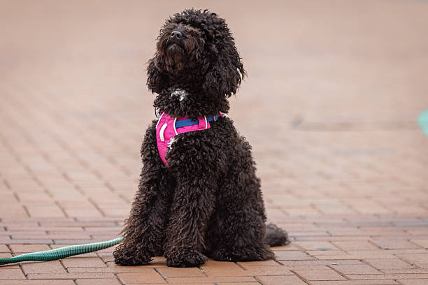 Domestic puddle dog is sitting on the street while waiting owner.