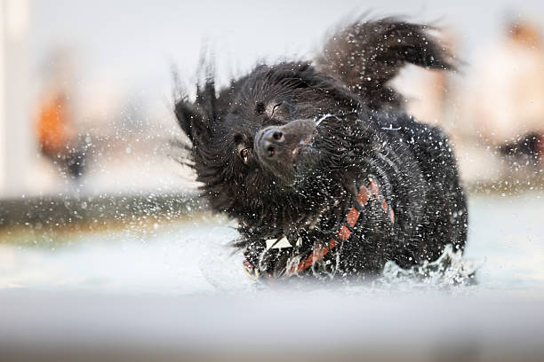 BORDER COLLIE DRINKING WATER AT A WATER FOUNTAIN