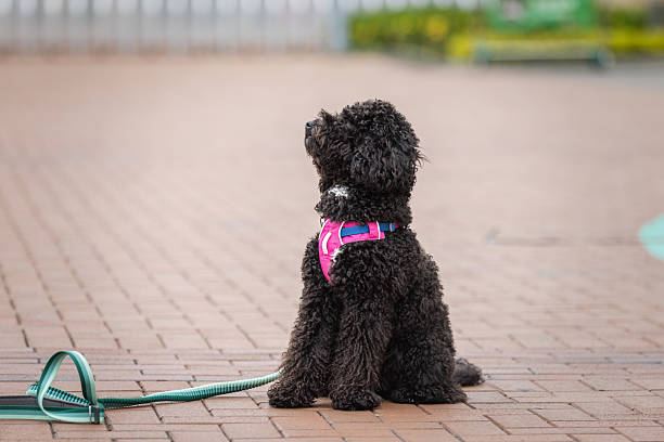 Domestic puddle dog is sitting on the street while waiting owner.