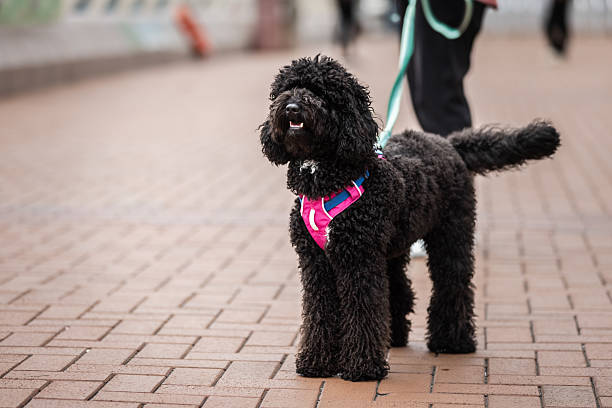 istock Black puddle dog with owner. 2210491092
