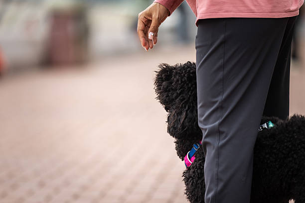 Domestic puddle dog is walking on the street with owner.