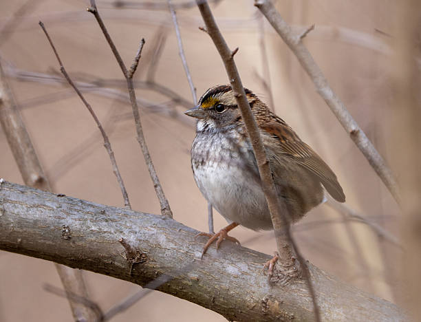 istock White-throated Sparrow in early Spring 2210491690