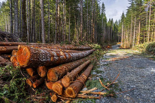 istock Logging Industry On Vancouver Island 2210492676
