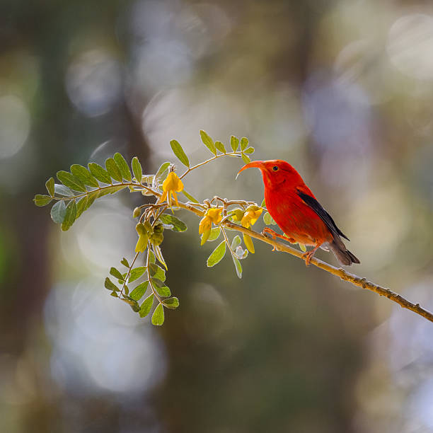 Photograph of the Hawaiian 'I'iwi or Scarlet Honeycreeper