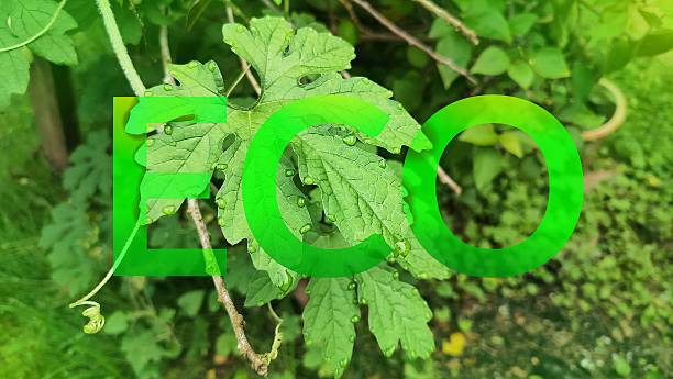 istock ECO letters with leaf background. environmental concept. green ecology concept. Labeling systems for food and eco-friendly consumer products. 2210496514