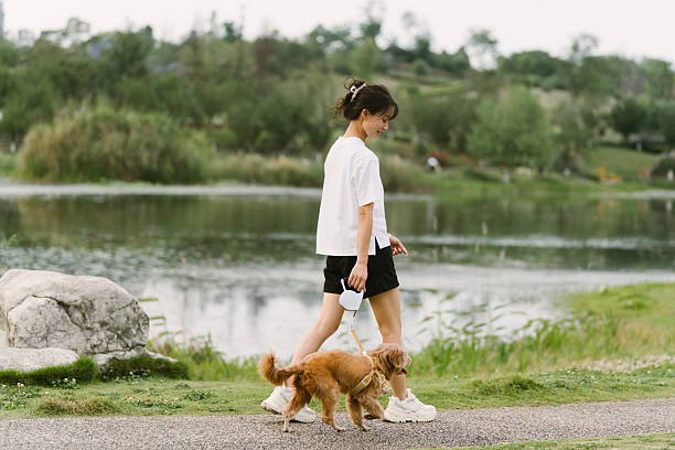 istock Poodle running with its owner in the park 2210498345