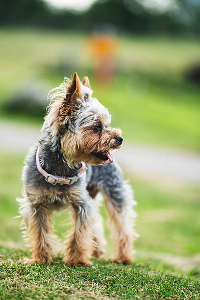 Young Yorkshire Terriers Playing in the Park Lawn
