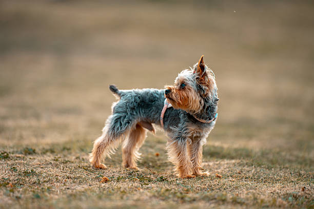 A Yorkshire Terrier standing among trees in an autumn forest.