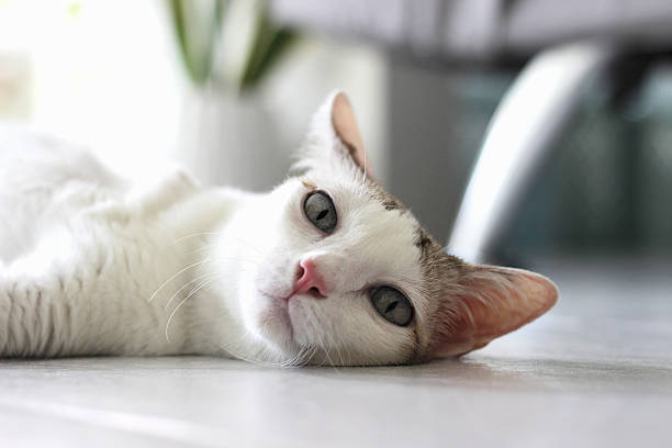 istock The cat lay on the floor 2210499131