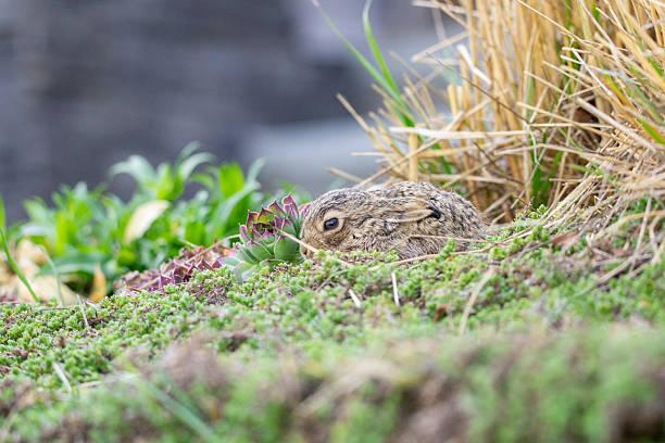 Baby Bunny emerging from its nest in spring