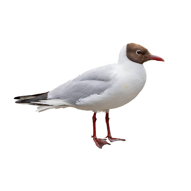 istock A black-headed gull standing gracefully, showing its red legs and beak, isolated on a white background for a clean and detailed view. 2210500645
