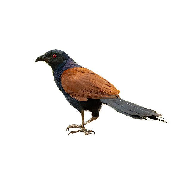 istock A unique Greater Coucal  standing alert, isolated on a white background, showing off its sharp features and long tail. 2210500657