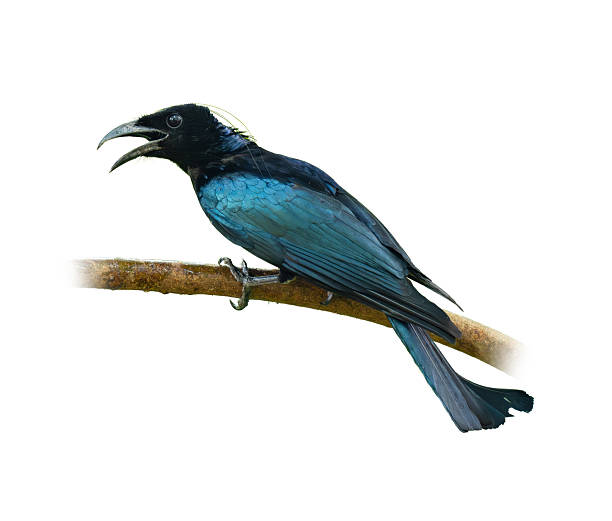 istock A glossy Hair-crested Drongo with curved beak perched on a branch, calling out with beak open, isolated on white background with clear feather details. 2210500661