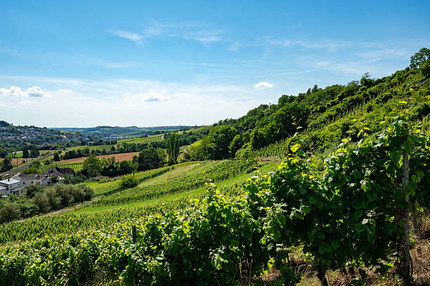 istock Vineyards and Rolling Hills in Trier, Germany 2210501560