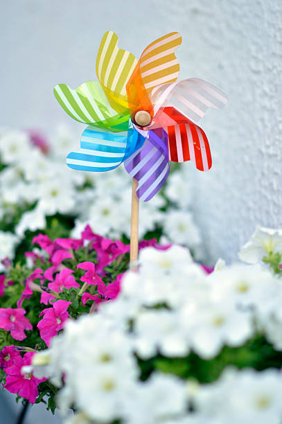 istock blooming petunias with colorful toy windmill 2210501820