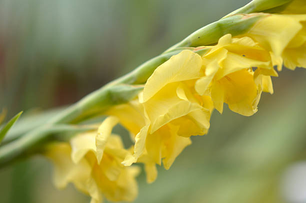 yellow gladiolus in bloom macro photography