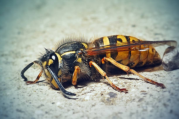 Vespula vulgaris Common Wasp Insect. Digitally Enhanced Photograph.