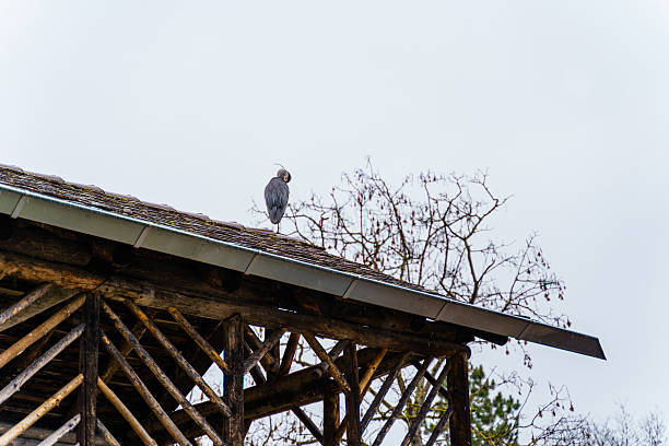 Heron bird sitting on the rooftop against the rainy sky in Waiblingen city, Germany