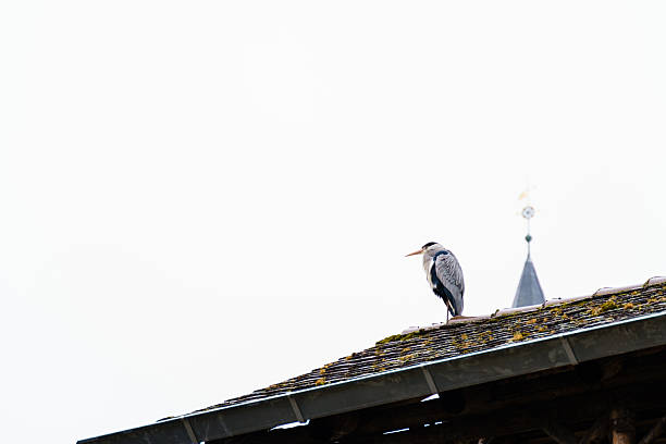 Bird sitting on the rooftop against the rainy sky