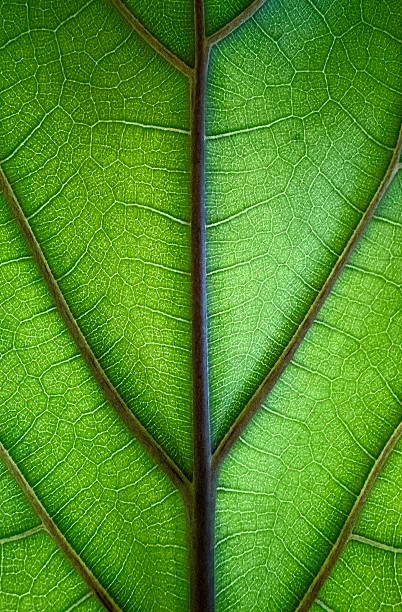 istock Close-Up View of Leaf Vein Structure 2210503311