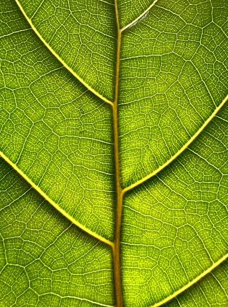 istock Detailed Macro Image of Leaf Veins with Golden Lighting 2210503316