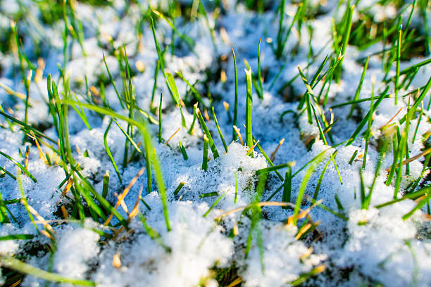 istock Snow on green grass. Spring cold snap and lawn after snowfall 2210503941