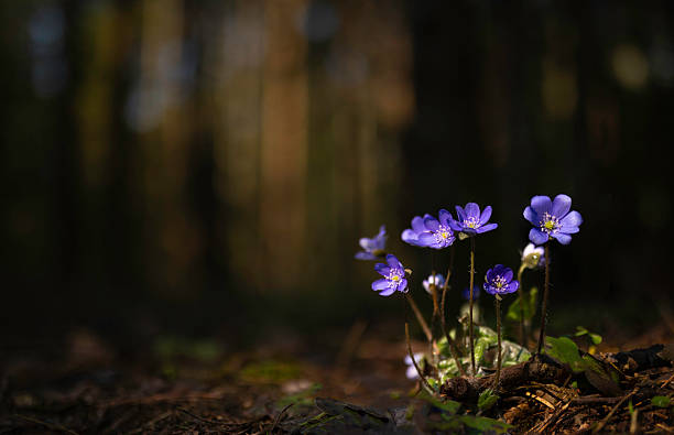 istock Symbol of Spring Awakening Hepatica Blossoms with Bokeh Forest Background 2210504130