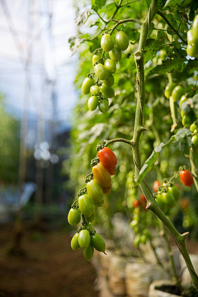 Smart farming techniques hydroponic salad vegetables technology tomato red green ensuring fresh sustainable produce agriculture promotes healthy eating support farmer living local community non gmo