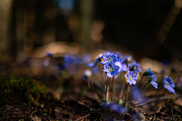 istock Symbol of Spring Awakening Hepatica Blossoms with Bokeh Forest Background 2210504264
