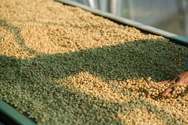 istock Close up smart farmer techniques hand coffee bean machinery roast apparatus dry sunlight tool sunbeam sunray sunshine fresh garden produce agriculture promotes farmer concept farm blur background 2210504283