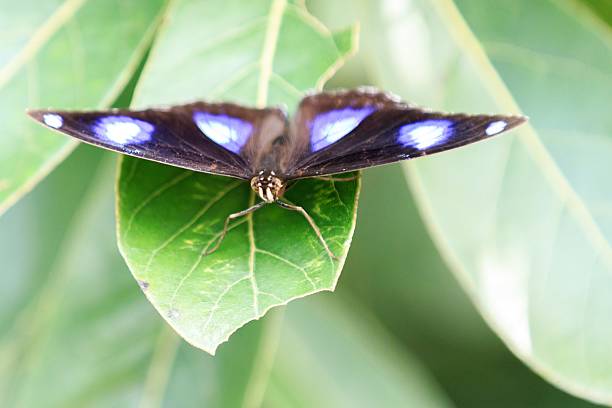 istock Blue Moon Butterfly Resting on a Green Leaf 2210504330