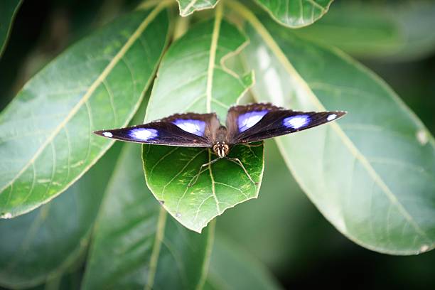 Blue Moon Butterfly Resting on a Green Leaf