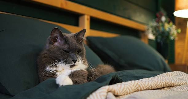 istock Grey and white cat meticulously cleaning its fur while relaxing on a cozy bed with dark green sheets and a beige blanket, in a modern bedroom with a wooden headboard and soft lighting 2210505685