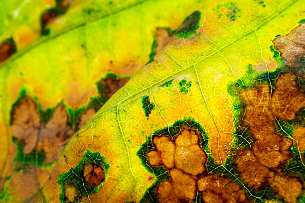 istock yellow autumn leaf close-up 2210505704