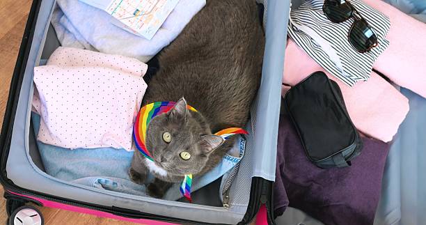 istock Gray cat wearing vibrant rainbow scarf lounging inside open suitcase, surrounded by clothes and map, embodying playful travel spirit and relaxed vacation mood. Concept cat and travel 2210505778