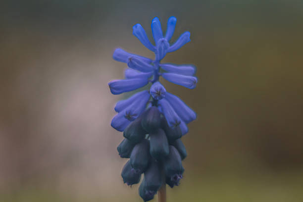 Colors of flowers at the beginning of spring.