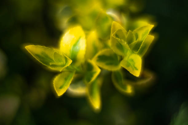 Colors of flowers at the beginning of spring.