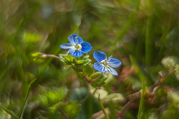 Colors of flowers at the beginning of spring.