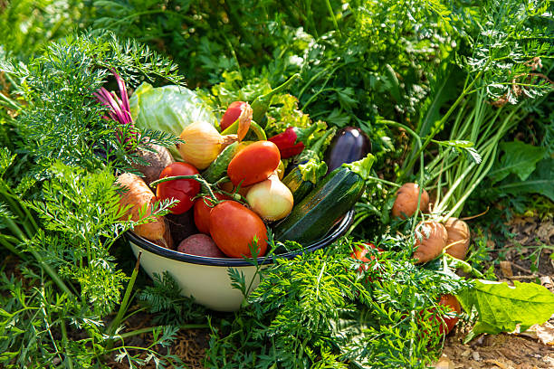 Vegetable salad