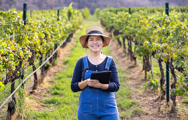 istock Asian winegrower working in vineyard 2210511237