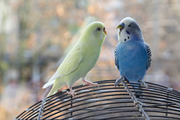 istock Two parrots are sitting on the cage 2210511292