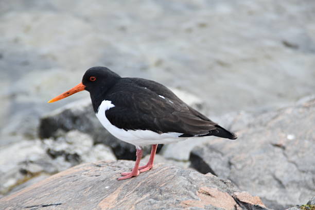 istock An Oystercatcher On A Beach 2210512338