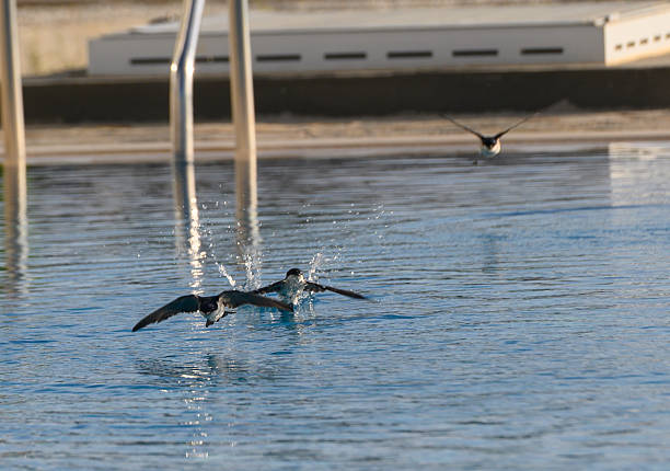 Two swallows dive gracefully into the shimmering water, creating ripples as they skim along its surface. A third swallow glides in the background, enhancing the tranquil morning.