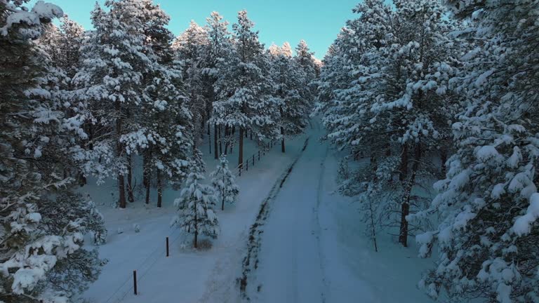 Snowy Valley road Forest Evergreen Meadows Conifer Colorado aerial drone Colorado sunset blue hour winter frosted trees cold frozen deep snow December North Turkey Creek Rocky Mountain forward motion