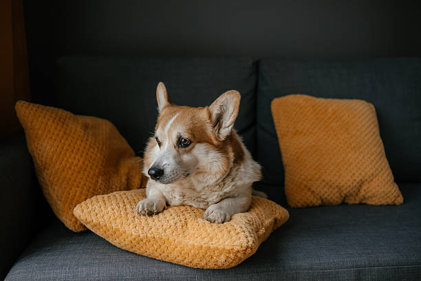 istock Corgi Resting on a Cozy Pillow Looking Relaxed 2210515404