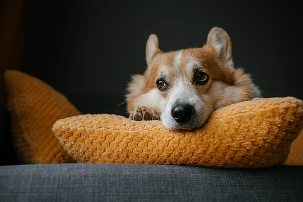Corgi Resting on a Cozy Pillow Looking Relaxed