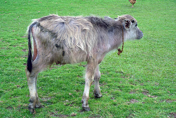 istock a cub buffalo at the green grass yard 2210516120
