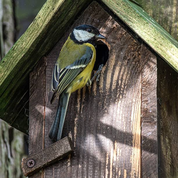 istock Great tit at a birdhouse entrance 2210516391